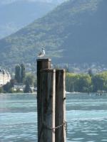 Annecy mouette au repos