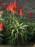 Fleurs rouges de cadaques