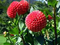Dahlia rouge