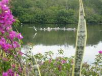 Lagune