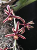 Cymbidium Bicolore