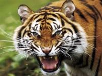 Tete de Tigre