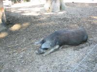 Cochon poilu, sans l'odeur...