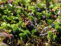 Petits fruits