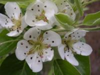 Poirier en fleurs