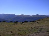 Chevaux de montagne