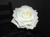 Rose de Virginie