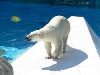 Ours blanc