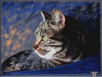 Chat à la couverture bleue