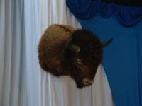 Tête de bison 2