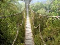 Pont-de-singe