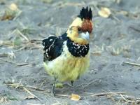 Curieux petit oiseau