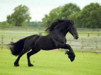 Cheval noir