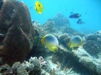 Poissons bleus pour Jergens