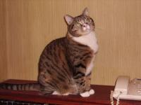 Chatte et telephone