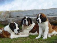 Race Saint-Bernard