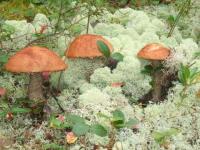 Champignons