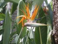 La flor del paraiso