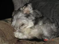 Mon petit chien