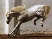 Cheval blanc qui rue