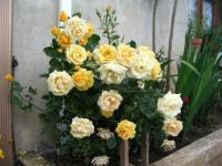 Bouquet jaune