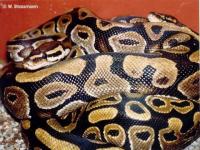 Serpents en couple
