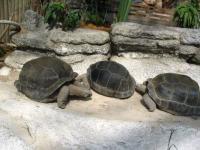 Tortues de terre géantes
