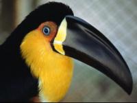 Toucan Jaune