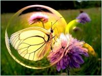 Le papillon butine