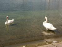 Les cygnes du lac Léman