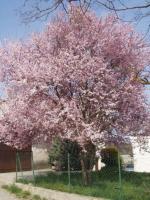 Le retour du printemps