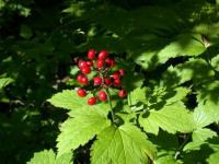Baies rouges