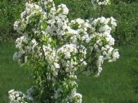 Pommier en fleur