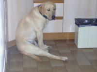 Balou est détendu
