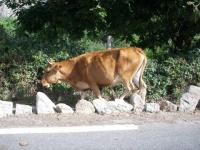 Route dangereuse...