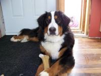 Chien bouvier bernois