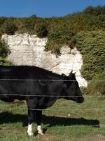 La vache