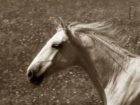 Cheyenne