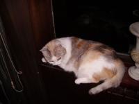 Chatte agathe