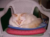 Chat chouchou