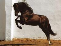 Cheval bai sautant