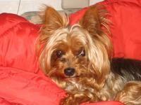 Bisboule