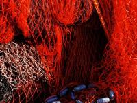 Filet rouge