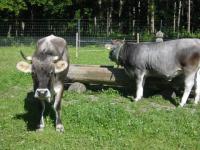 Petites vaches à Sauvablin