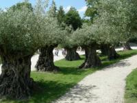 Paradisio : les oliviers