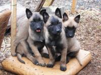 Bonjour cali et ses soeurs