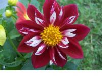 Fleur a dom