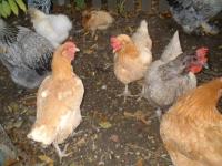 Poules a mimi