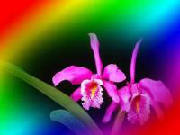 Fucsias