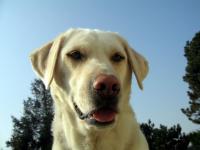 Labrador 22
